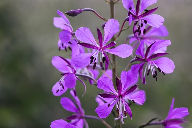 epilobium-angustifolium-4291729 640-min